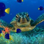 Top desktop backgrounds moving fish 4k Download