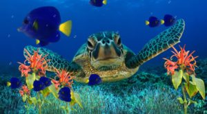 Top desktop backgrounds moving fish 4k Download