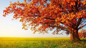 Top desktop tree backgrounds HD Download