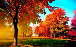 Top desktop tree backgrounds HD Download