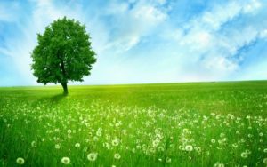 Download desktop tree backgrounds HD