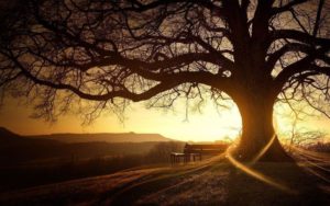 Top desktop tree backgrounds Download