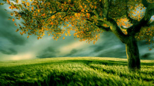 Top desktop tree backgrounds 4k Download