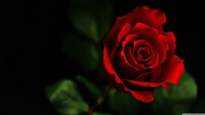 Top desktop wallpaper hd rose 4k Download