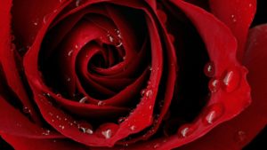 Top desktop wallpaper hd rose Download