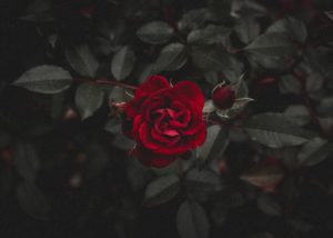 Top desktop wallpaper hd rose 4k Download