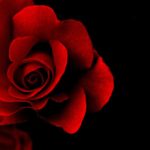 Top desktop wallpapers flowers backgrounds red rose 4k Download