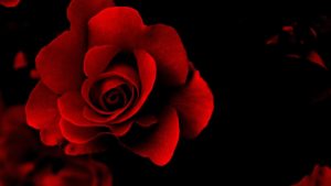 Top desktop wallpapers flowers backgrounds red rose 4k Download