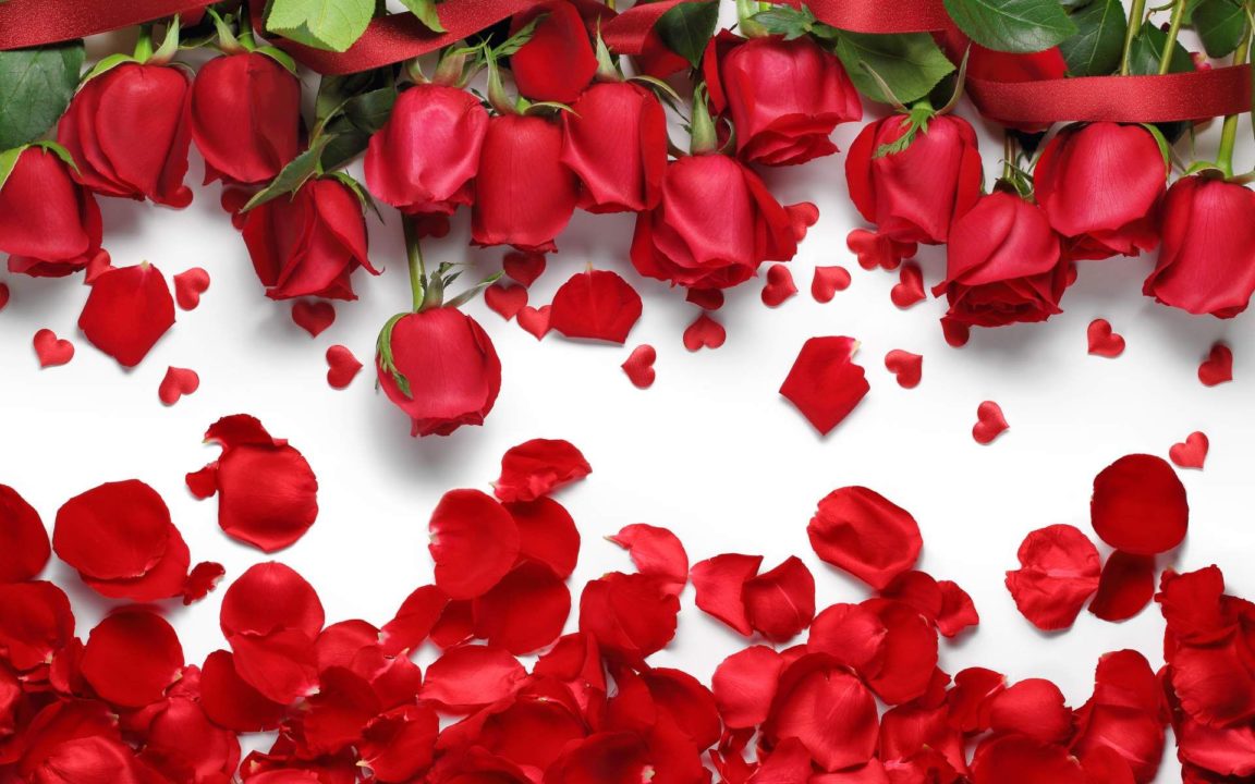 Download desktop wallpapers flowers backgrounds red rose HD