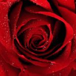 Top desktop wallpapers flowers backgrounds red rose 4k Download