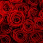 Top desktop wallpapers flowers backgrounds red rose HD Download