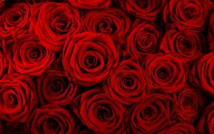 Top desktop wallpapers flowers backgrounds red rose HD Download