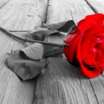 Top desktop wallpapers flowers backgrounds red rose free Download