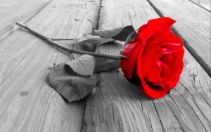 Top desktop wallpapers flowers backgrounds red rose free Download