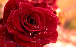 Download desktop wallpapers flowers backgrounds red rose HD