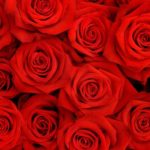 Top desktop wallpapers flowers backgrounds red rose Download