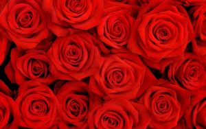 Top desktop wallpapers flowers backgrounds red rose Download