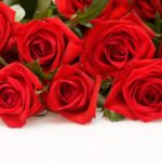 Top desktop wallpapers flowers backgrounds red rose HD Download