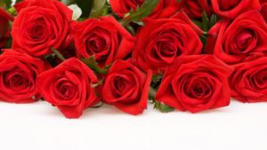 Top desktop wallpapers flowers backgrounds red rose HD Download