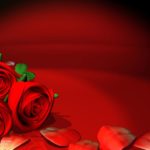 Download desktop wallpapers flowers backgrounds red rose HD