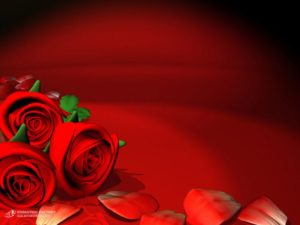 Download desktop wallpapers flowers backgrounds red rose HD