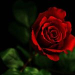 Top desktop wallpapers flowers backgrounds red rose free Download