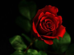 Top desktop wallpapers flowers backgrounds red rose free Download