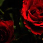 Download desktop wallpapers flowers backgrounds red rose HD