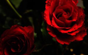 Download desktop wallpapers flowers backgrounds red rose HD