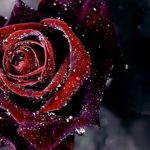 Top desktop wallpapers flowers backgrounds red rose 4k Download