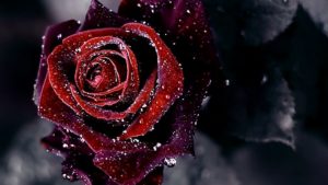 Top desktop wallpapers flowers backgrounds red rose 4k Download