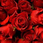 Top desktop wallpapers flowers backgrounds red rose HD Download