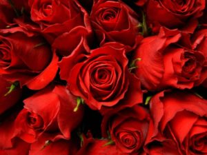 Top desktop wallpapers flowers backgrounds red rose HD Download