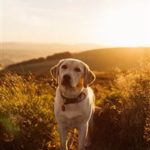 Top dog wallpaper for iphone HD Download