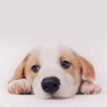 Download dog wallpaper for iphone HD