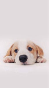 Download dog wallpaper for iphone HD