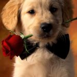 Download dog wallpaper for iphone HD