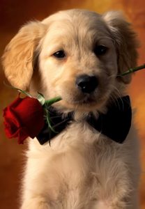 Download dog wallpaper for iphone HD