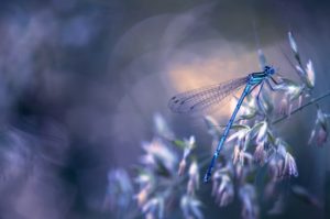 Top dragonfly backgrounds for desktop 4k Download