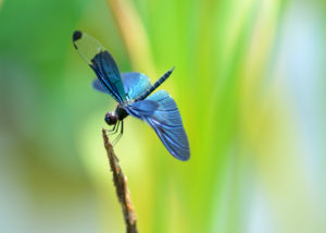 Download dragonfly backgrounds for desktop HD