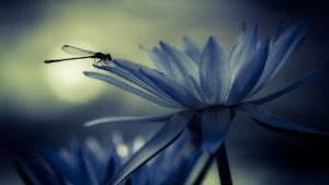 Download dragonfly backgrounds for desktop HD