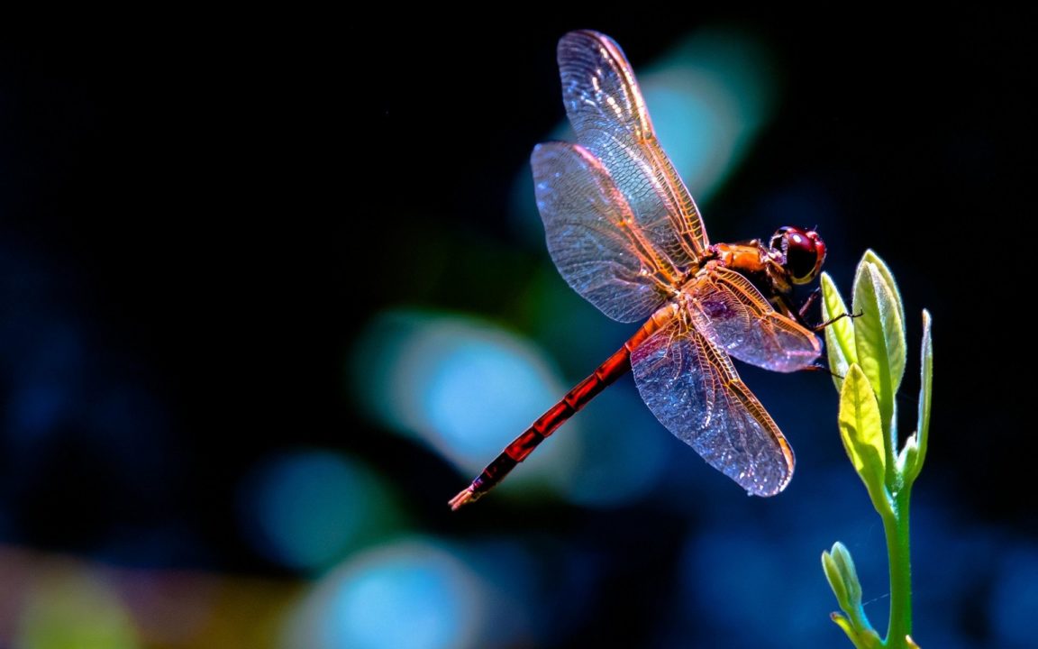 Download dragonfly backgrounds for desktop HD