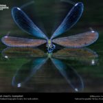 Top dragonfly backgrounds for desktop 4k Download