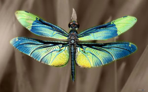 Download dragonfly backgrounds for desktop HD