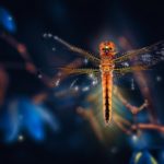 Top dragonfly backgrounds for desktop free Download