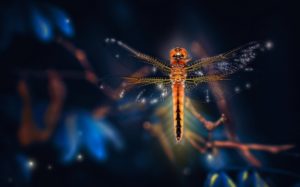 Top dragonfly backgrounds for desktop free Download