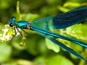 Download dragonfly backgrounds for desktop HD