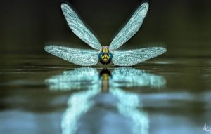 Top dragonfly backgrounds for desktop HD Download