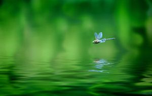 Top dragonfly backgrounds for desktop Download