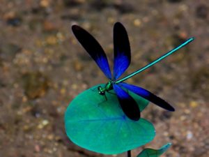 Download dragonfly backgrounds for desktop HD